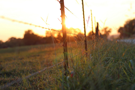 Environmental Law & Native Vegetation