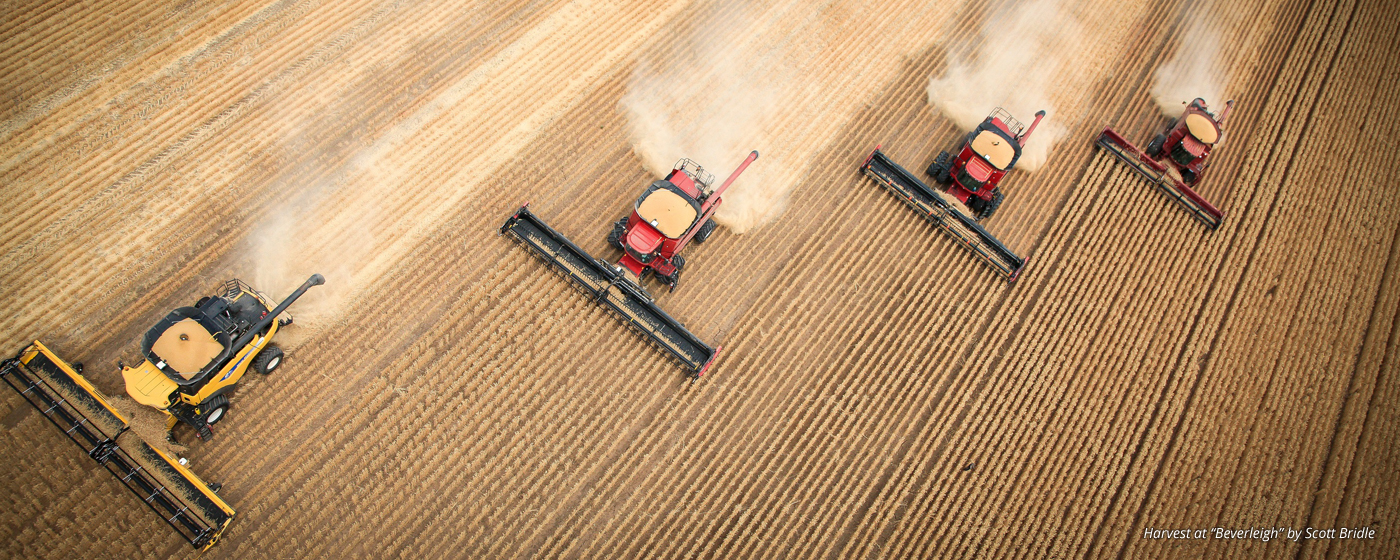 Wheat Harvest