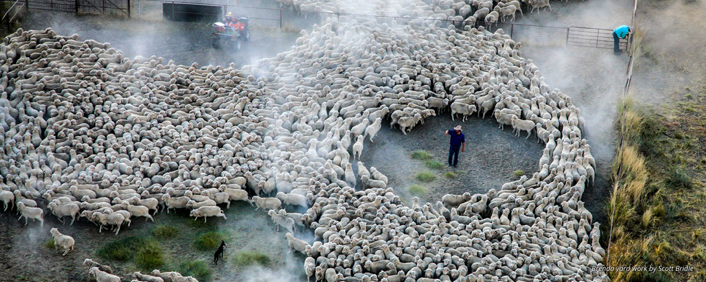 Cotton Bales